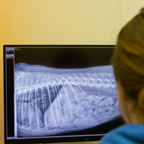 Bild Röntgenraum über Rias Schulter